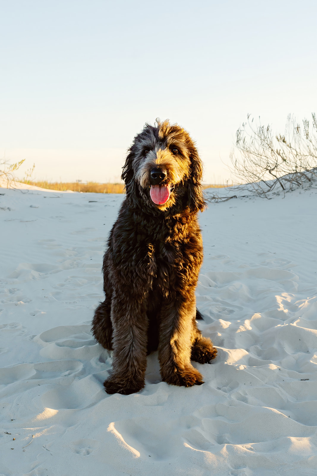 Comes family, Dauphin Island