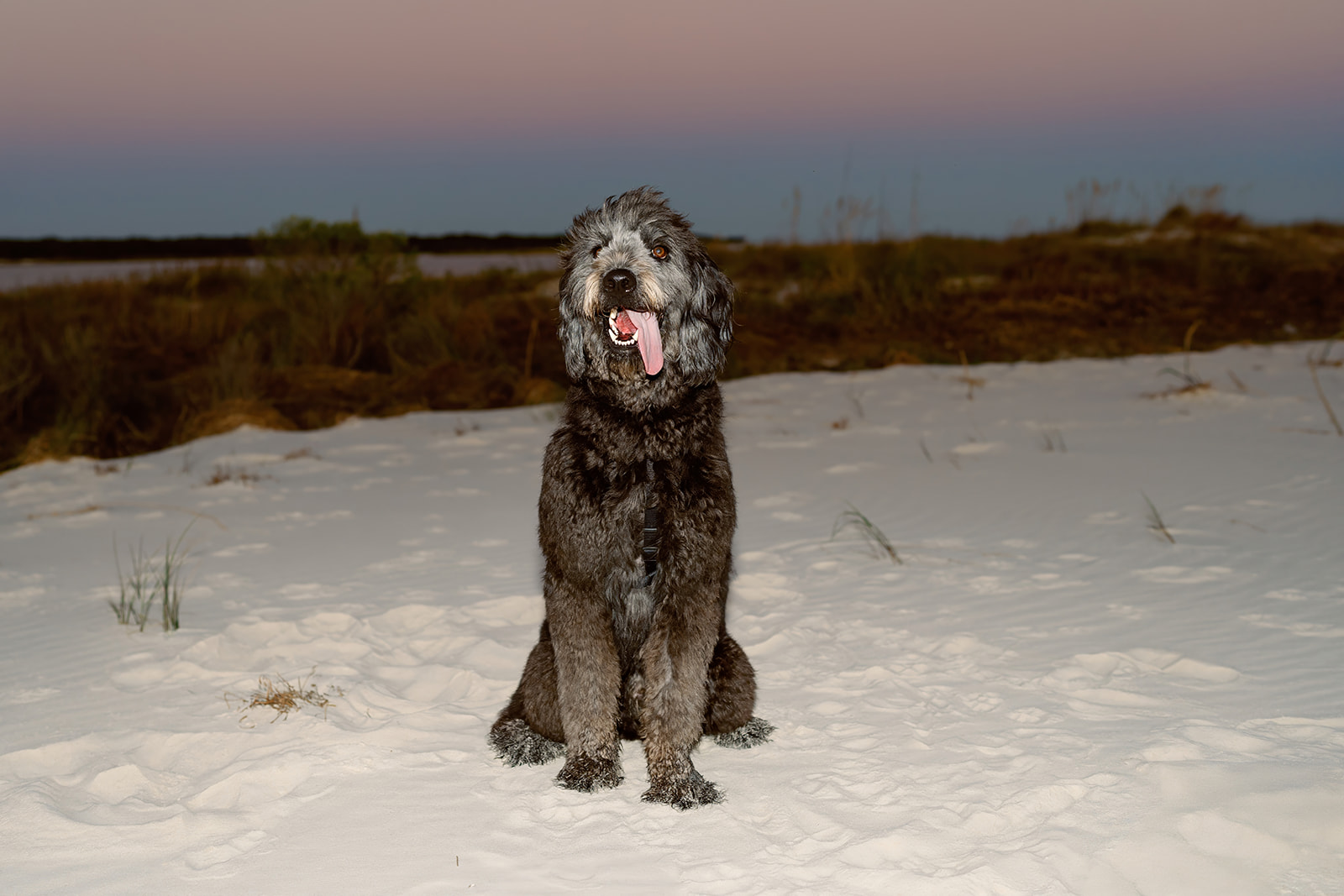 Comes family, Dauphin Island