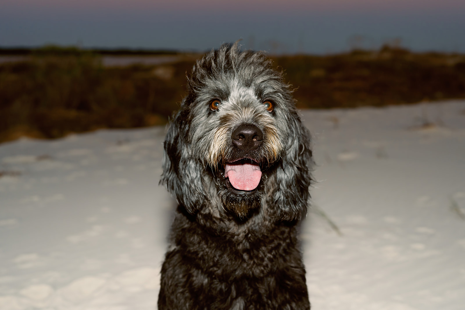 Comes family, Dauphin Island