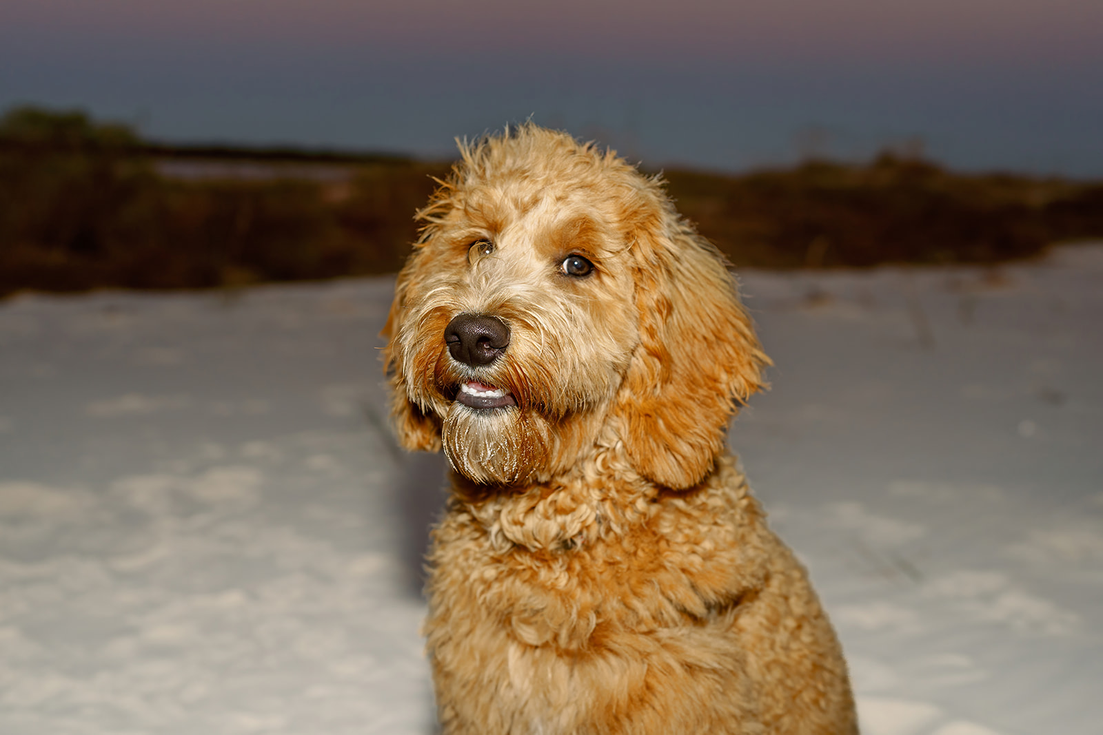 Comes family, Dauphin Island