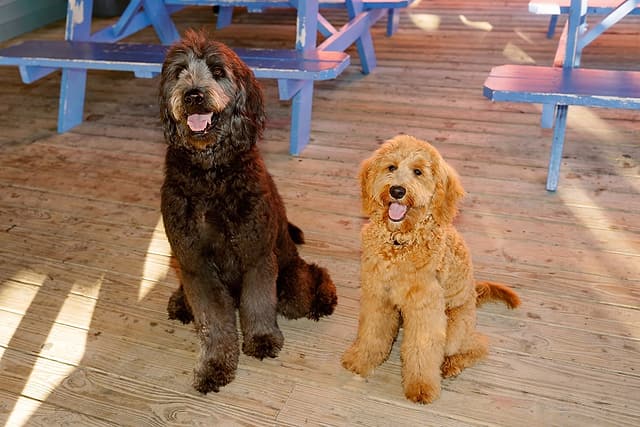 Comes dogs sitting together on a deck, Dauphin Island